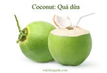 Coconut là gì? Định nghĩa và từ vựng về Coconut coconut là gì