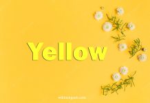 Yellow là màu gì? Ý nghĩa và từ vựng liên quan yellow là màu gì